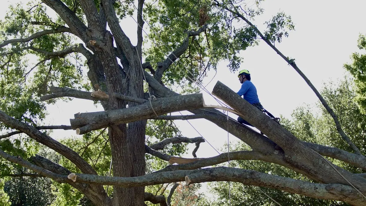 Professional Crown Thinning performed by certified arborists in Wilmore