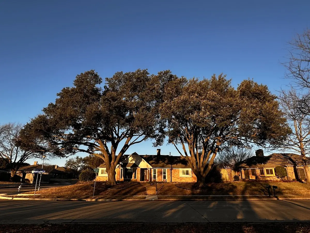 Established residential canopy tree shading a home in Wilmore